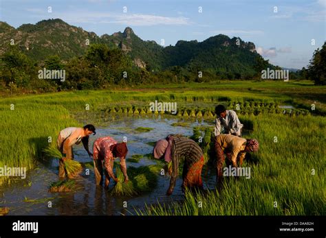 Cambodian rice field workers planting the rice fields, in harmony, Damrei Mountains in ...