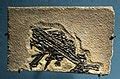 Category:Pterosauria fossils - Wikimedia Commons