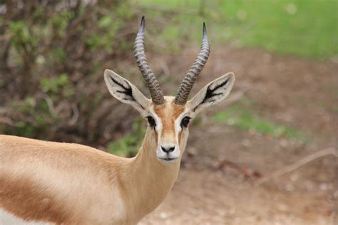 Arabian Gazelle | Antelope, Gazelle, Animals