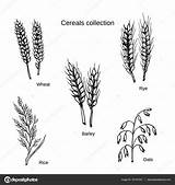 Barley Getreide Cereals Millet Rye Trigo Graangewassen Disegnata  sketch template