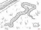 Large Burmese Python coloring Page  Free Printable Coloring Pages sketch template