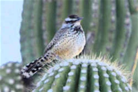 Arizona State Bird: Coues' Cactus Wren