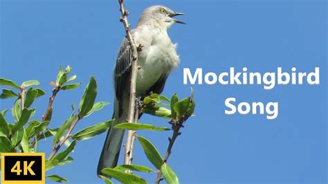 Northern Mockingbird Singing - YouTube