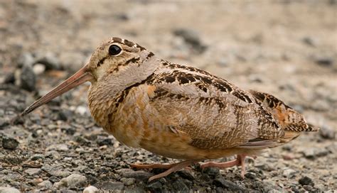 American Woodcock | Audubon Field Guide