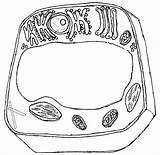 Plant Cell Coloring  cell Pages Organelles sketch template
