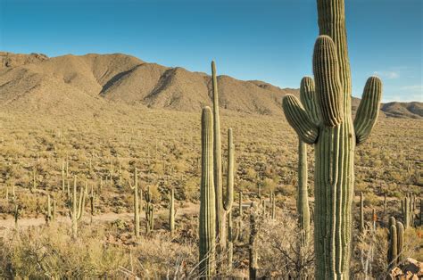 Saguaro National Park East - CADdetails