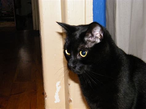 File:Black cat waiting.JPG - Wikimedia Commons