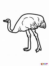 Emu Coloring Pages Printable For Free Download sketch template