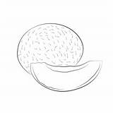 cantaloupe Coloring Pages For Kids  Download cantaloupe Printable sketch template