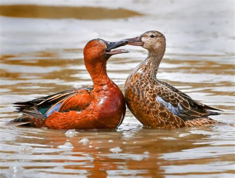 The Cinnamon Teal: Nature's Stunning Red-Feathered Ducks Uncovered