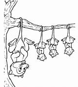 20  Opossum Coloring Pages Free Printable PDF JPG PNG & Online Coloring sketch template