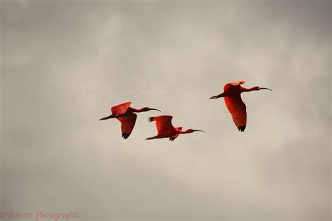 Scarlet Ibis photo WP12854