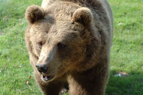 MondeSauvage-163843 | Brown bear / Ours brun (Ursus arctos) | Raphaël Quinet | Flickr
