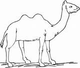 Free Printable Camel Coloring Pages For Kids sketch template