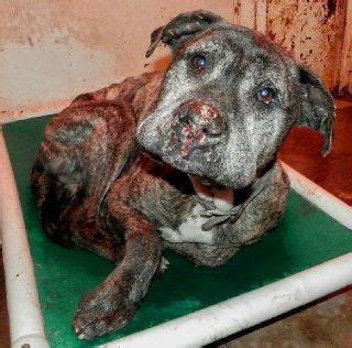 Save Life: Injured Dog in Illinois Needs Dog Rescue