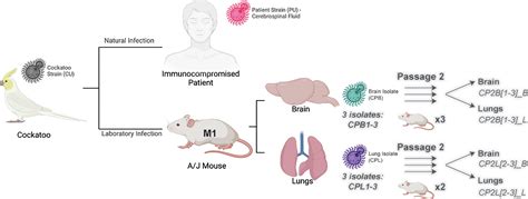 Similar evolutionary trajectories in an environmental Cryptococcus neoformans isolate after ...