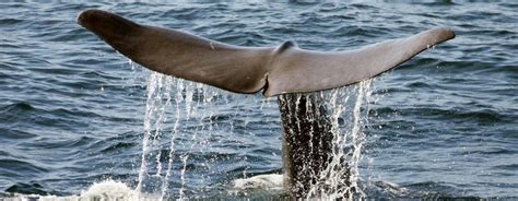 Whale Watching Tours | Bar Harbor Whale Watching Bar Harbour, Largest Animal On Earth ...