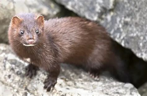 Mink - Description, Habitat, Image, Diet, and Interesting Facts