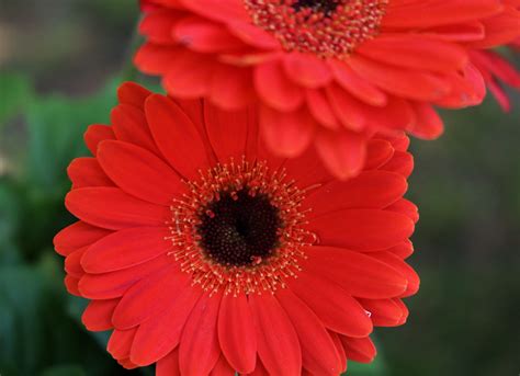 Red Gerbera Daisy Close-up Free Stock Photo - Public Domain Pictures