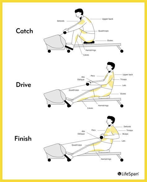 Rower In A Muscle