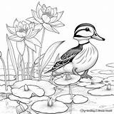 Wood Duck Coloring Pages  Free & Printable sketch template