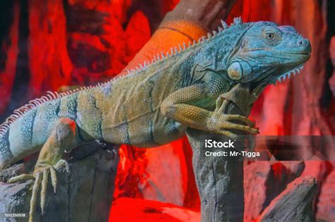 Green Iguana Also Known As The American Iguana Is A Large Arboreal ...