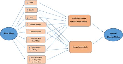 The links between sleep duration, obesity and type 2 diabetes mellitus in: Journal of ...