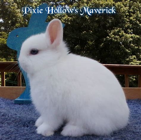 Blue Eyed White Netherland Dwarf | USA Rabbit Breeders