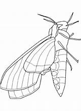 Online coloring Pages Coloring Page Gradually Draw The Flowers How To  sketch template