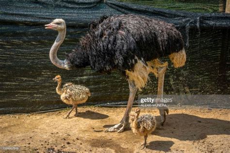 Ostrich Chicks and Mother at Ukumari Biopark