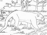 Panther Coloring Pages For Kids sketch template