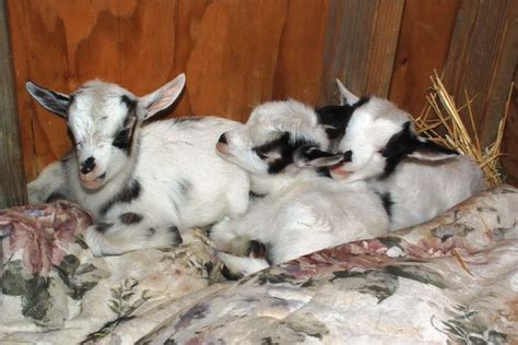 Nigerian dwarf goats--my favorite breed! | Nigerian dwarf goats ...