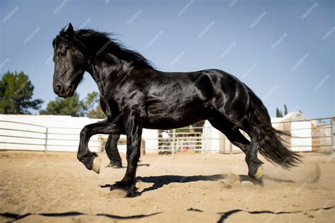 Horse Silhouette Photography