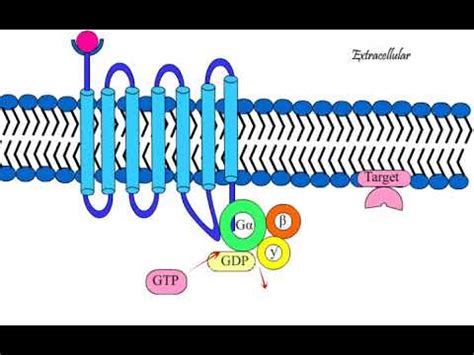 G Protein Coupled – Telegraph