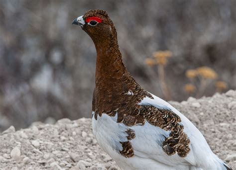 Willow Ptarmigan - Owen Deutsch Photography