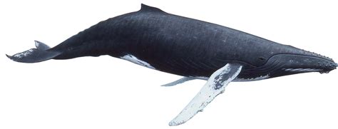 Whale PNG Transparent Images