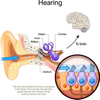 Can hearing loss be reversed? Research reveals clues that could regrow the cells that help us ...