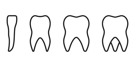 Types of Human Teeth Line Icon. Tooth Anatomy Linear Pictogram. Incisor ...