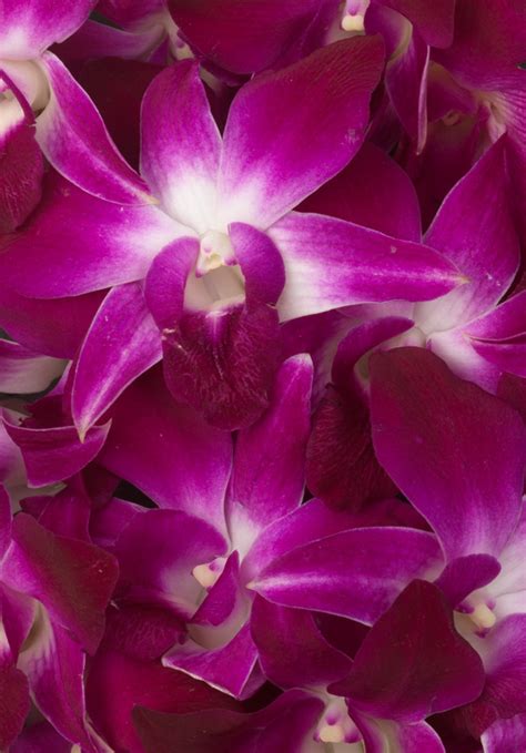 Purple Sabin Dendrobium Orchids - Calyx Flowers, Inc