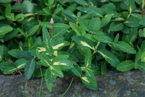 How to care for Winter Creeper (Euonymus fortunei)