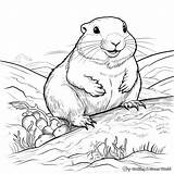 Gopher Coloring Pages  Free & Printable sketch template