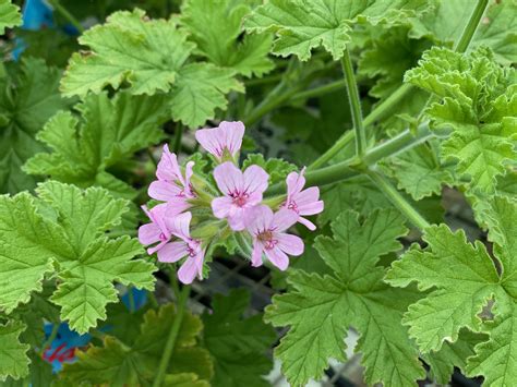 Geranium (Scented), Attar of Roses - Milaegers