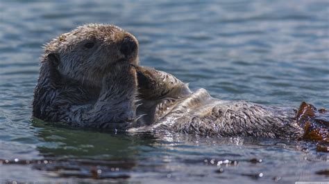 Sea Otters Wallpapers - Wallpaper Cave