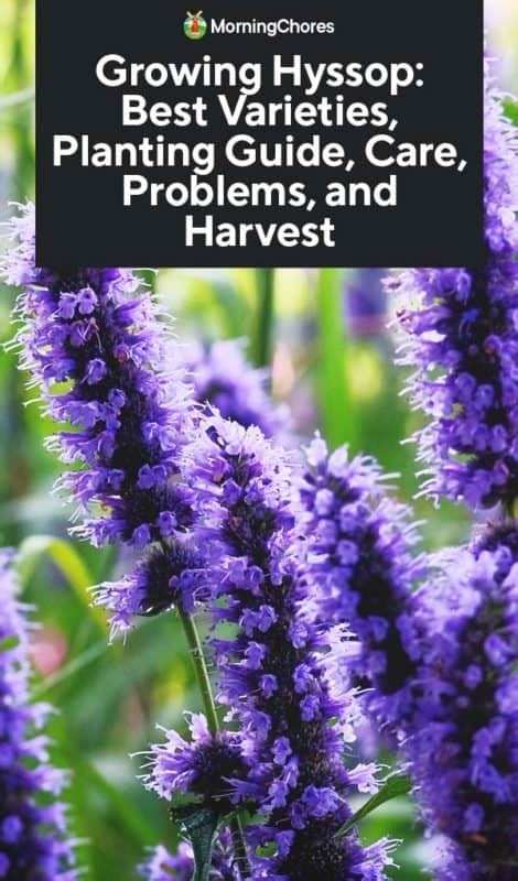 Hyssop Plant: Best Varieties, Growing Guide, Care, Problems, and Harvest