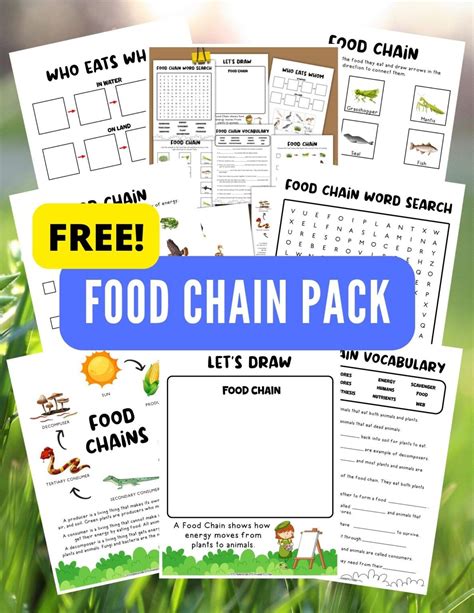 Food Chain Worksheets | Food chain worksheet, Food chain activities ...