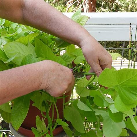 Propagate Sweet Potato Vine - Flower Patch Farmhouse