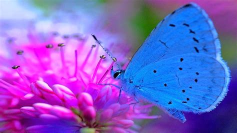 Beautiful Blue Butterfly On Pink Flower HD Butterfly Wallpapers | HD Wallpapers | ID #77779