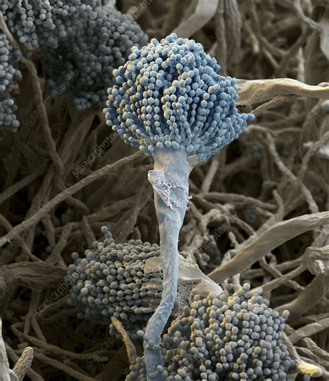 Aspergillus fungus conidiophores, SEM - Stock Image - C045/9630 - Science Photo Library