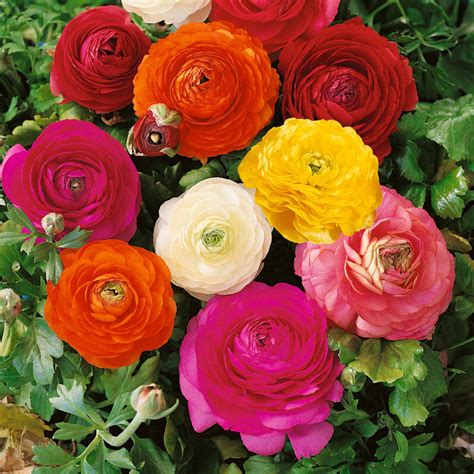 Ranunculus Seed - Persian Buttercup Mix Flower Seeds