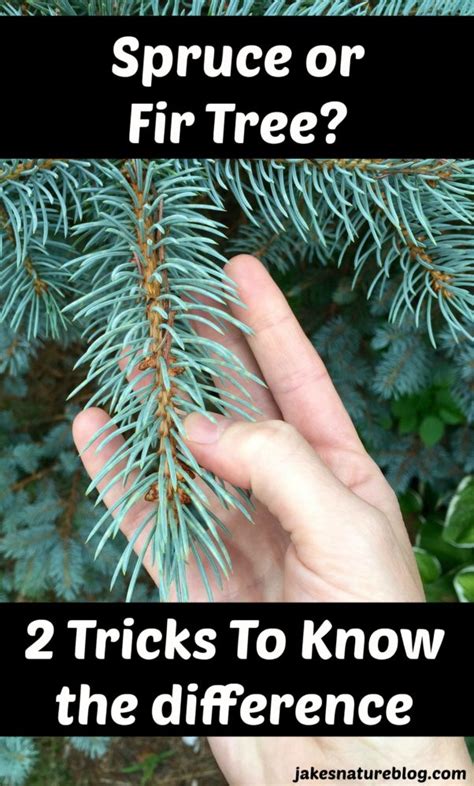 Spruce vs. Fir - 2 Tricks To Tell Them Apart - Jake's Nature Blog